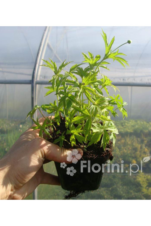 Zawilec kanadyjski Anemone canadiensis