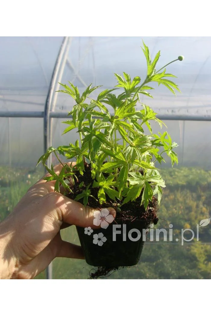 Zawilec kanadyjski Anemone canadiensis