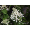Hortensja wiechowata 'LE VASTERIVAL Great Star' | Hydrangea paniculata