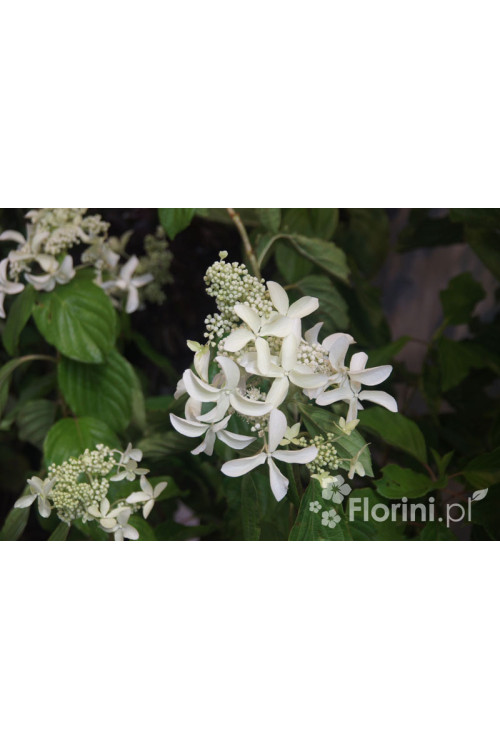 Hortensja wiechowata 'LE VASTERIVAL Great Star' | Hydrangea paniculata
