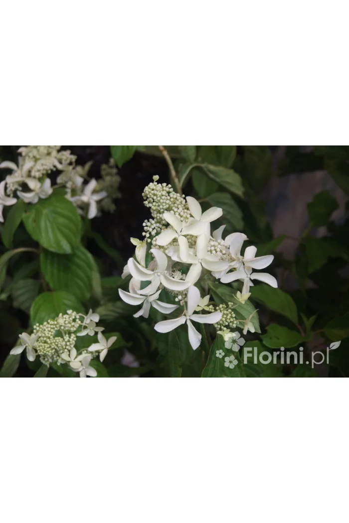 Hortensja wiechowata 'LE VASTERIVAL Great Star' | Hydrangea paniculata