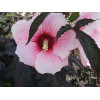 Hibiskus 'Summer Storm' Hibiscus