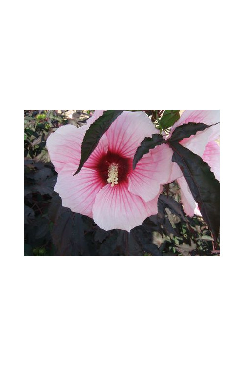 Hibiskus 'Summer Storm' Hibiscus