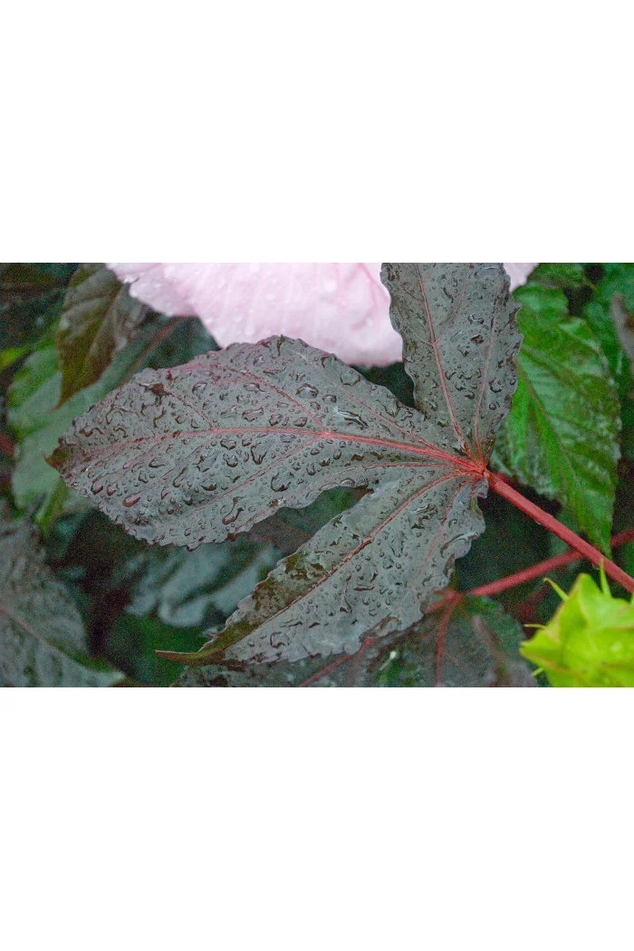 Hibiskus 'Summer Storm' Hibiscus