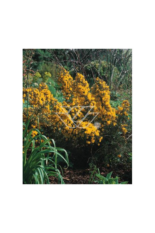 Kolcolist zachodni Ulex europaeus