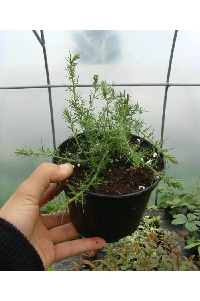 Kolcolist zachodni Ulex europaeus