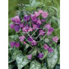 Miodunka 'Majeste' Pulmonaria
