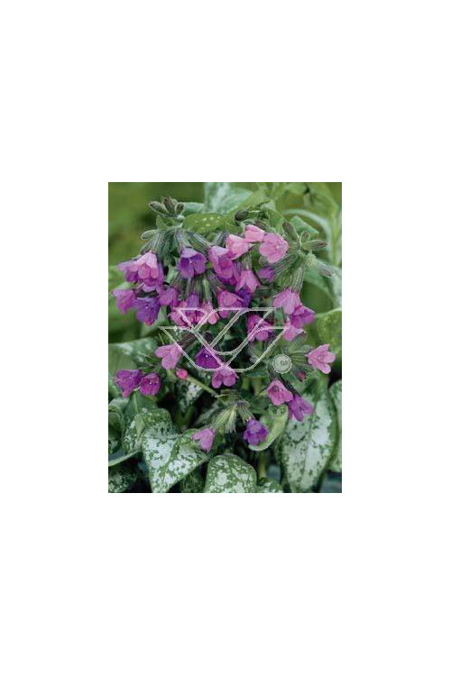 Miodunka 'Majeste' Pulmonaria