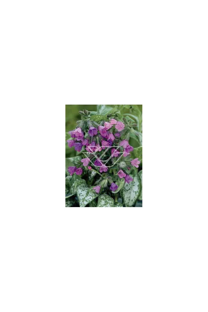 Miodunka 'Majeste' Pulmonaria