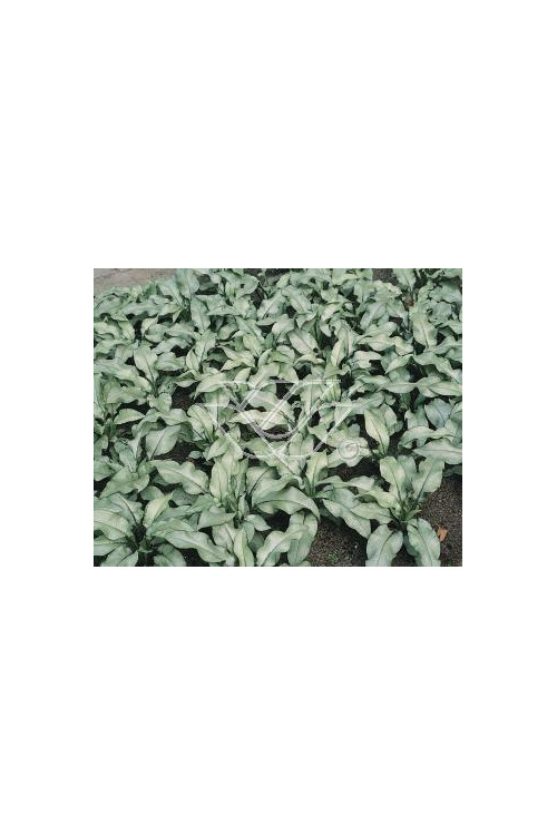 Miodunka 'Majeste' Pulmonaria