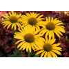 Jeżówka 'Mac'n'Cheese' Echinacea