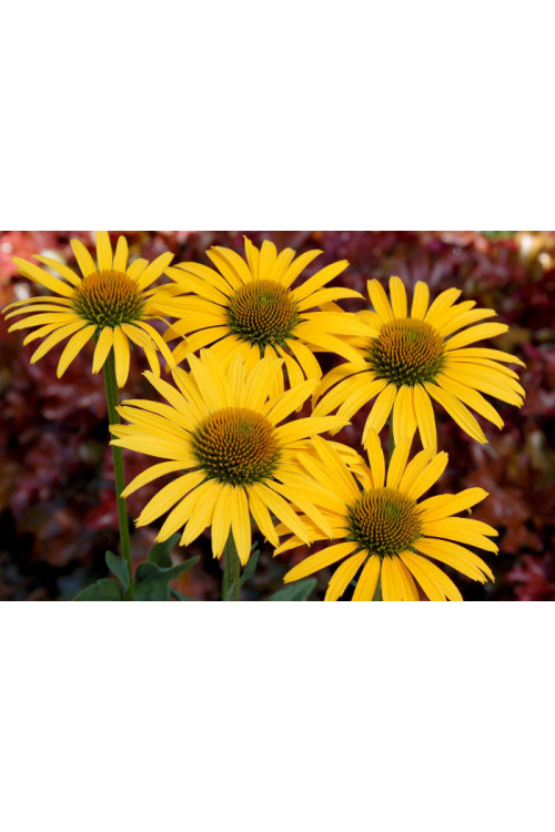 Jeżówka 'Mac'n'Cheese' Echinacea