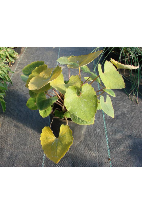 Eomekon Eomecon caerulea