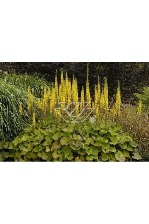 Języczka 'Zepter' Ligularia