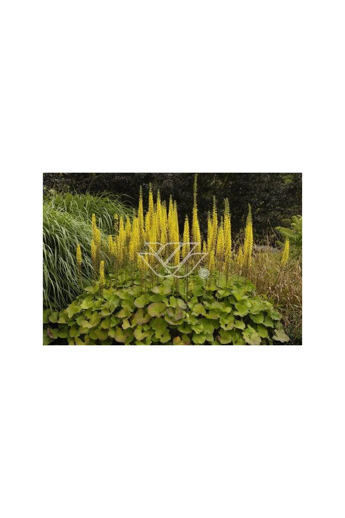 Języczka 'Zepter' Ligularia