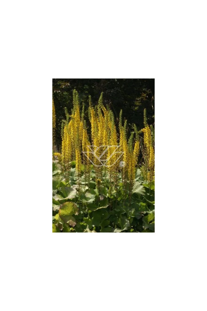 Języczka 'Zepter' Ligularia