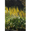 Języczka 'Zepter' Ligularia