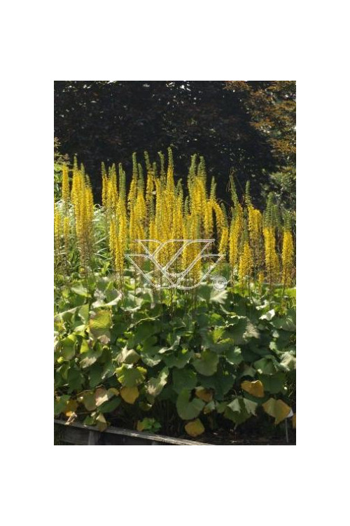 Języczka 'Zepter' Ligularia