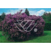 Lilak węgierski Syringa josikaea