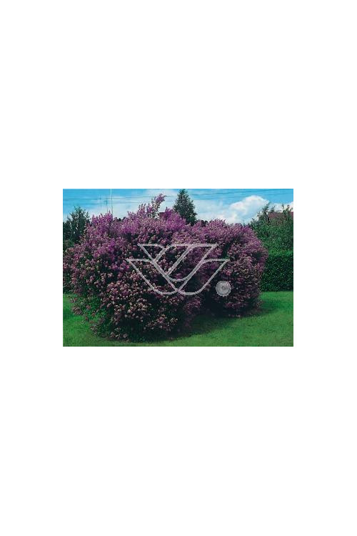 Lilak węgierski Syringa josikaea