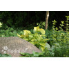 Funkia 'August Moon' Hosta