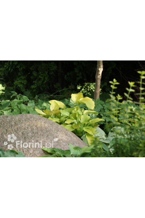 Funkia 'August Moon' Hosta
