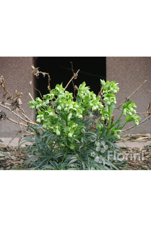 Ciemiernik palmowy (cuchnący) | Helleborus foetidus