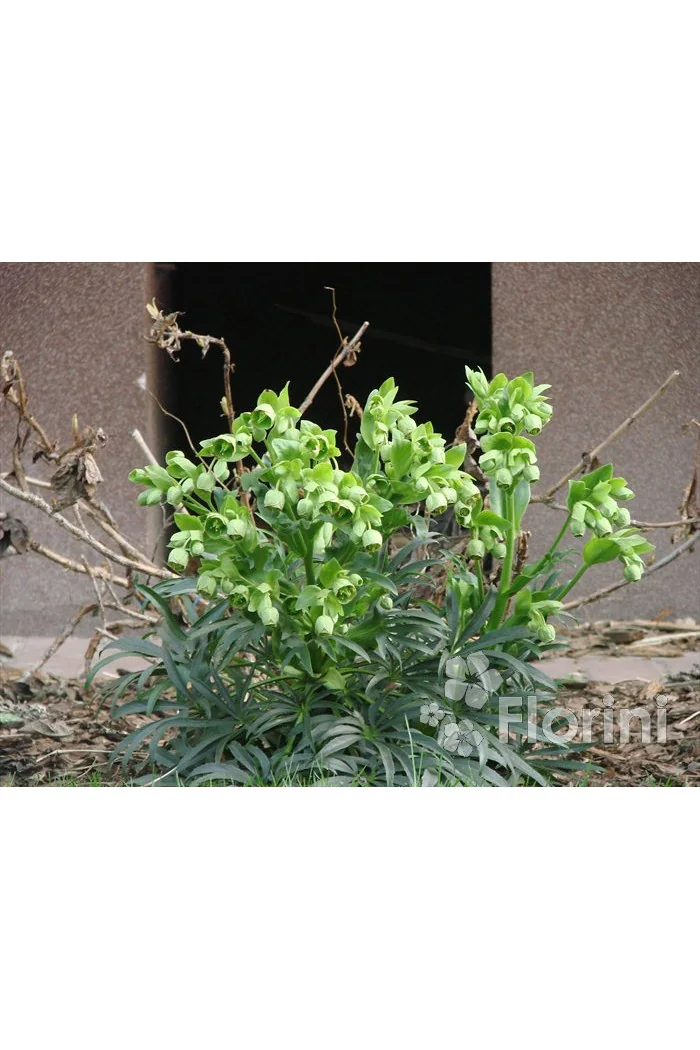 Ciemiernik palmowy (cuchnący) | Helleborus foetidus