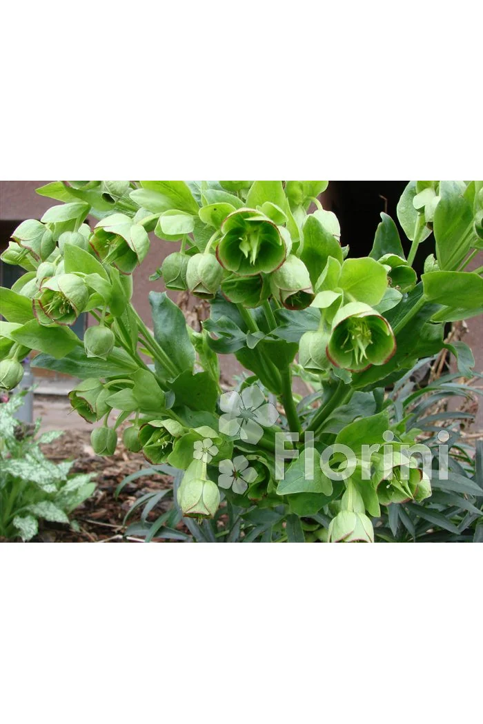 Ciemiernik palmowy (cuchnący) | Helleborus foetidus