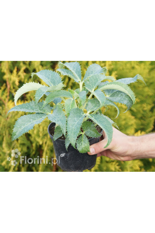 Ciemiernik korsykański Helleborus argutifolius