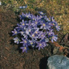 Przylaszczka Hepatica nobilis