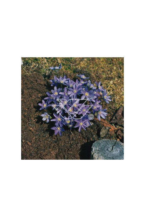 Przylaszczka Hepatica nobilis