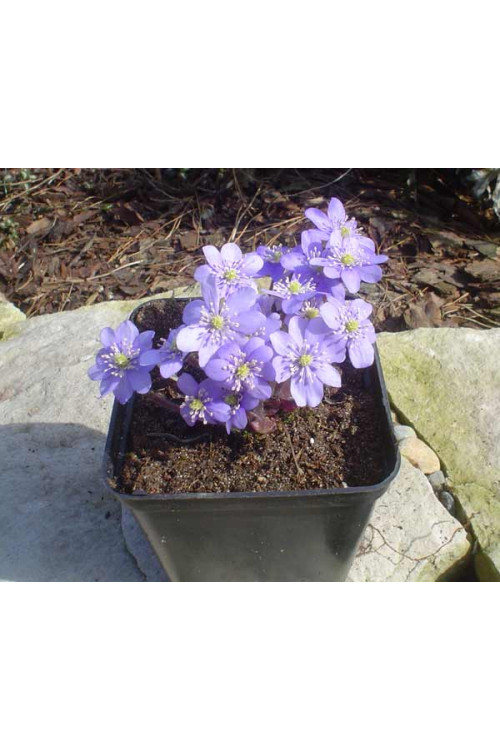 Przylaszczka Hepatica nobilis