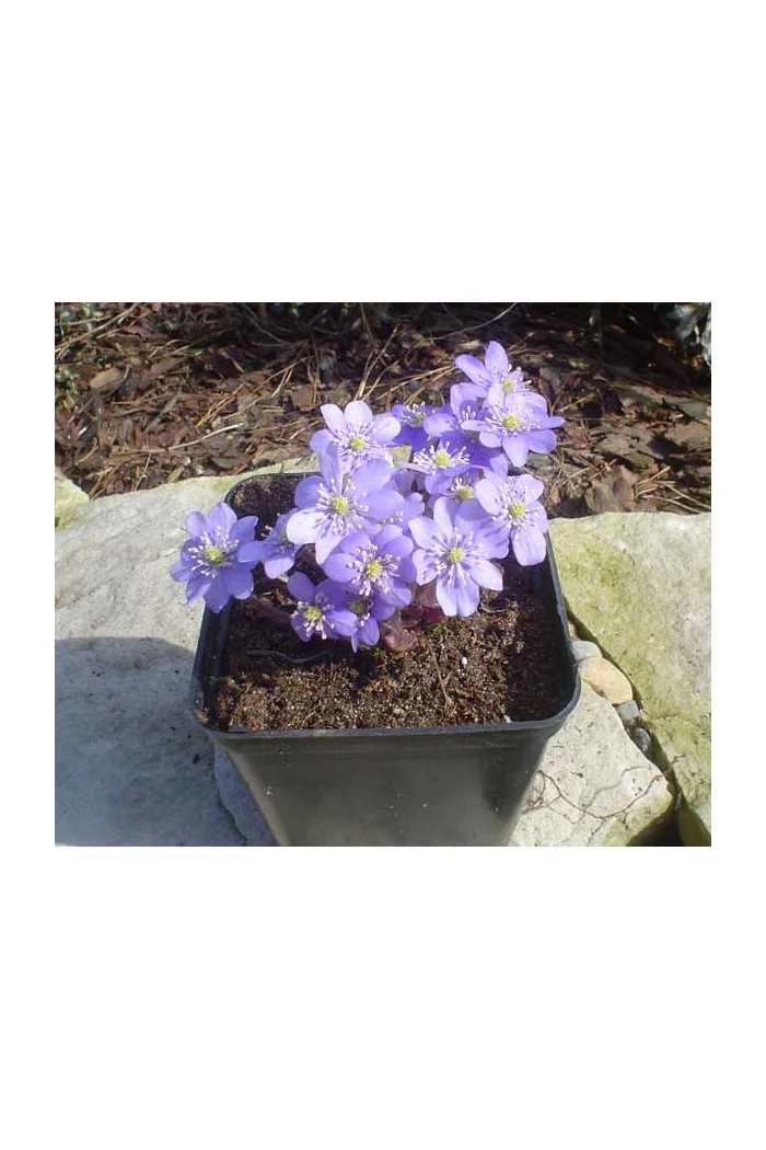 Przylaszczka Hepatica nobilis