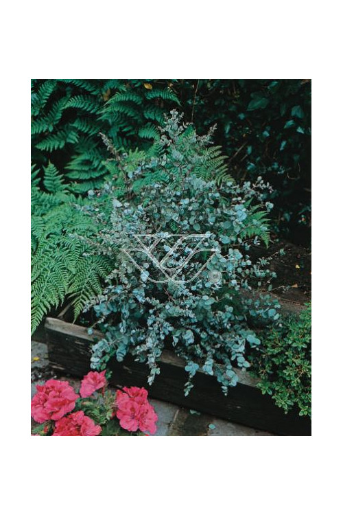 Eukaliptus górski Eucalyptus gunni