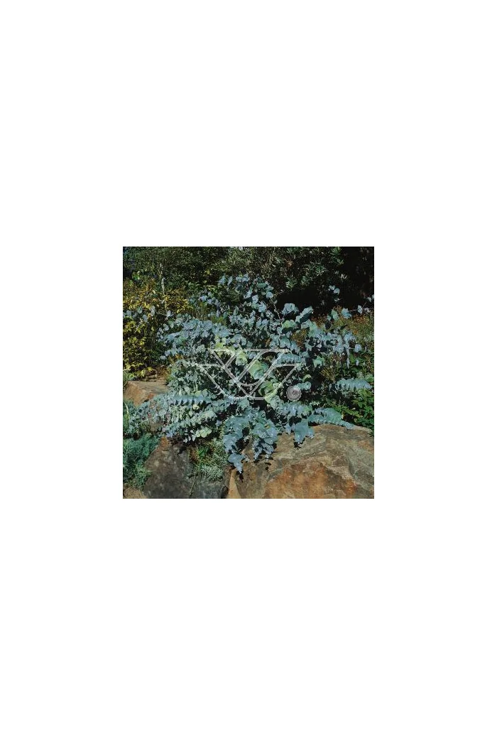 Eukaliptus górski Eucalyptus gunni