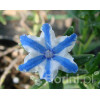 Litodora 'Blue Star' Lithodora diffusa