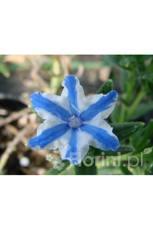 Litodora 'Blue Star' Lithodora diffusa