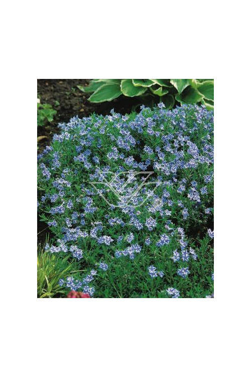 Litodora 'Blue Star' Lithodora diffusa