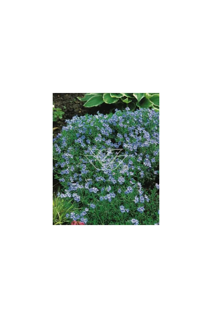 Litodora 'Blue Star' Lithodora diffusa