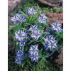 Litodora 'Blue Star' Lithodora diffusa
