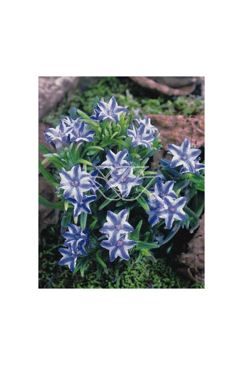 Litodora 'Blue Star' Lithodora diffusa
