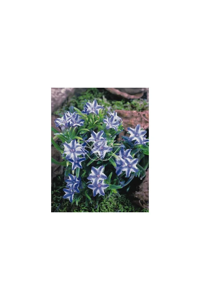 Litodora 'Blue Star' Lithodora diffusa