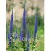 Przetacznik 'Royal Candles' | Veronica spicata