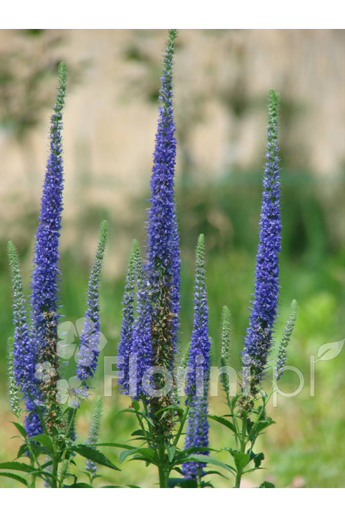 Przetacznik 'Royal Candles' | Veronica spicata