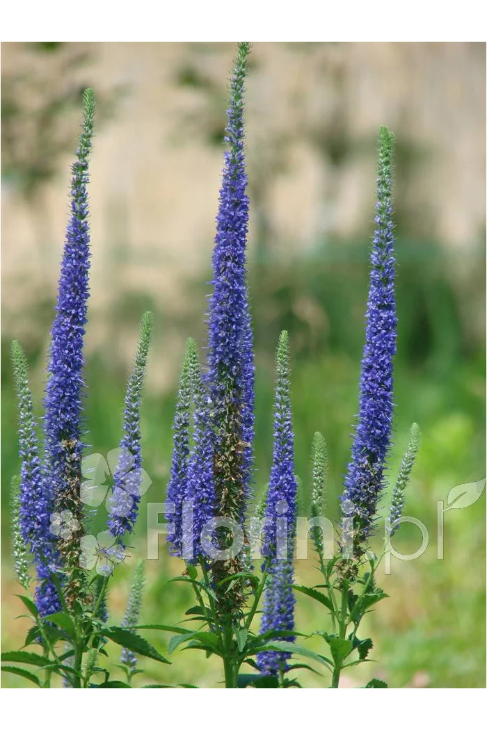Przetacznik 'Royal Candles' | Veronica spicata