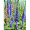 Przetacznik 'Royal Candles' | Veronica spicata