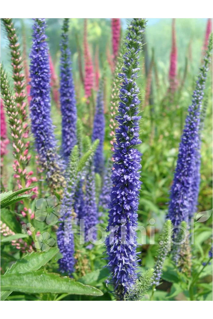 Przetacznik 'Royal Candles' | Veronica spicata