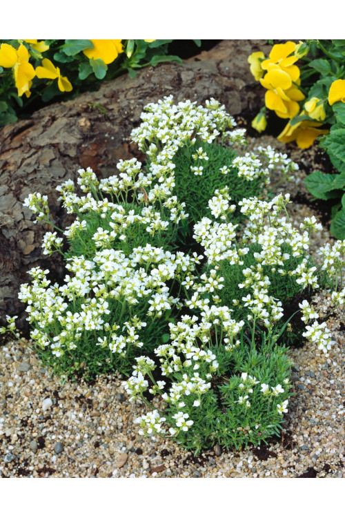 Dębik Suendermanna | Dryas suendermanii