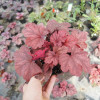 Żurawka 'Root Beer' Heuchera